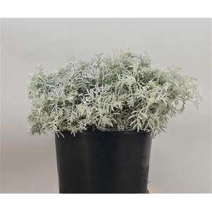 Cineraria Grigio