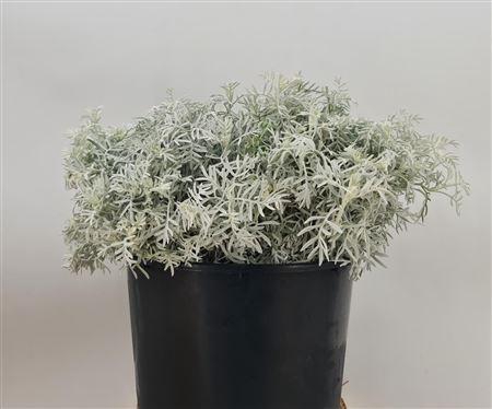 <h4>Cineraria Grigio</h4>