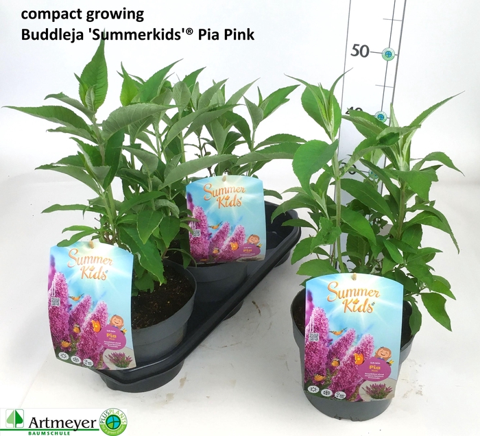 <h4>BUDD SUM KID ROT</h4>