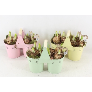 arr4 Narcis JS - Zink 2pot planter mix
