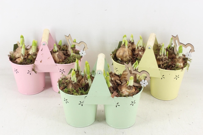 <h4>arr4 Narcis JS - Zink 2pot planter mix</h4>