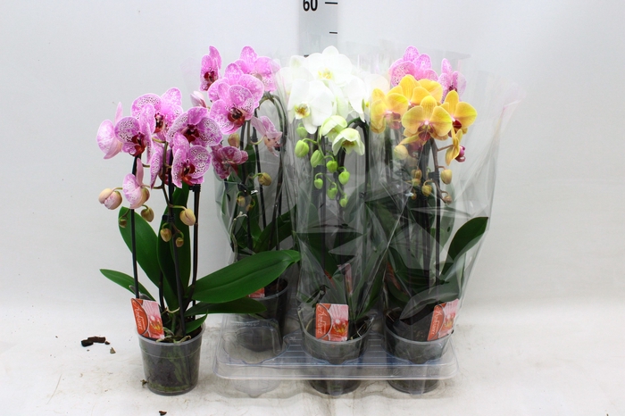 <h4>PHAL EL CASCADE</h4>