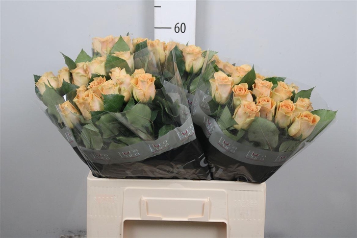 <h4>R Gr Salty Caramel!</h4>