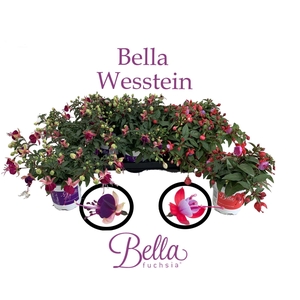 FUCHSIA B F HANG GEM
