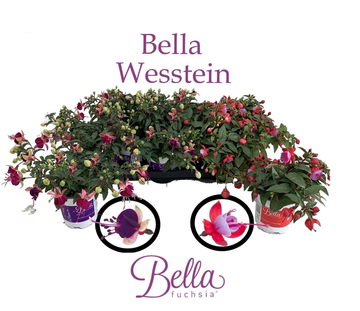 <h4>FUCHSIA B F HANG GEM</h4>