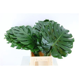 Monstera Ø45cm (sg) Xl