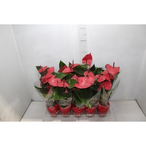 ANTHURIUM P12 VERMELHO