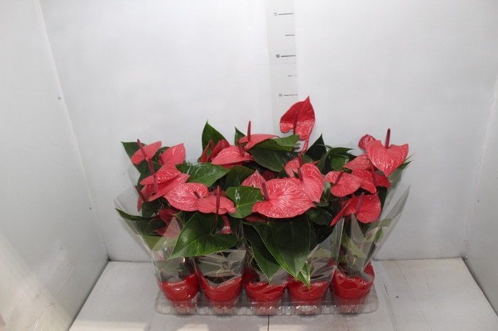 <h4>ANTHURIUM P12 VERMELHO</h4>