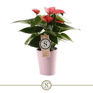 Pink Champion 9cm in Paris keramiek