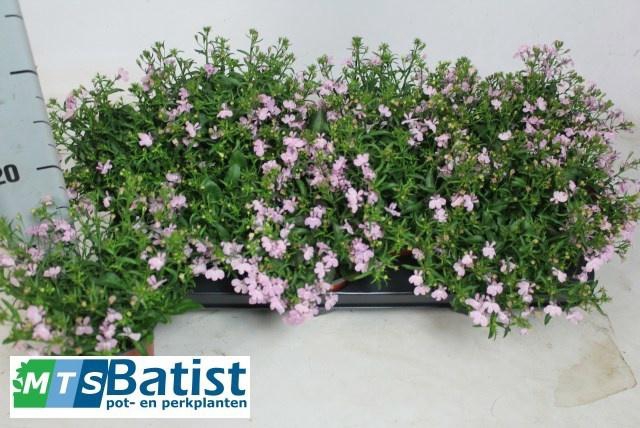 <h4>LOBE CURA L PURPLE</h4>