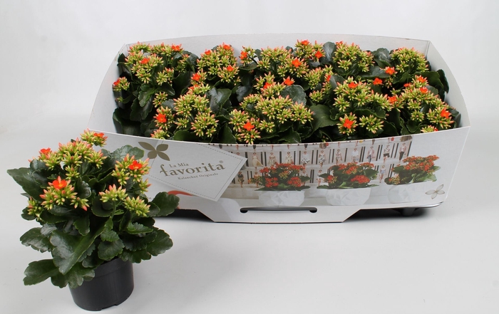 Kalanchoe overig