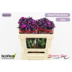 PHLOX P MAG PU ILLUS