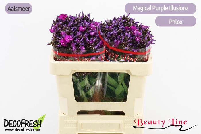 <h4>PHLOX P MAG PU ILLUS</h4>
