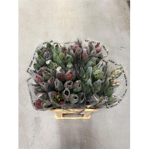 Alstroemeria Supreme Mix