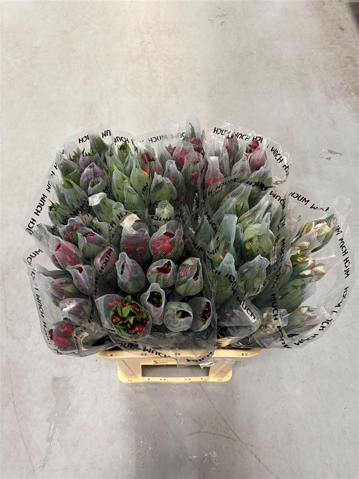 Alstroemeria Supreme Mix