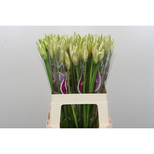 Nerine Bianca Perla