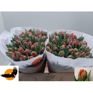 TU DU HERMITAGE DOUB