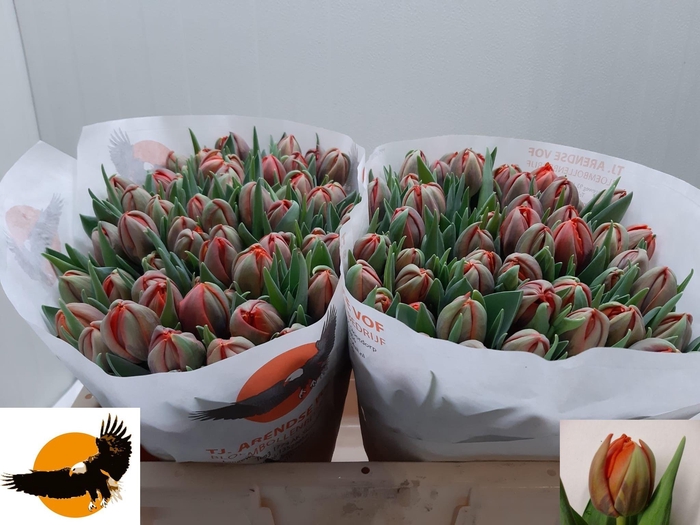 <h4>TU DU HERMITAGE DOUB</h4>