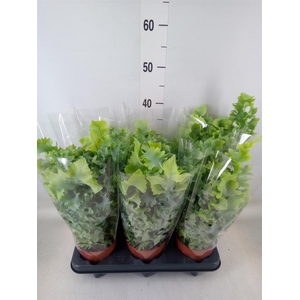 Phlebodium aureum 'Davana'