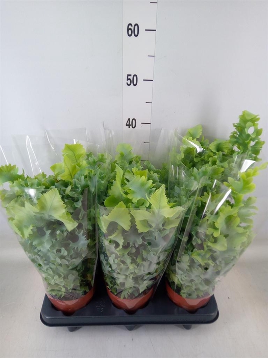 <h4>Phlebodium aureum 'Davana'</h4>