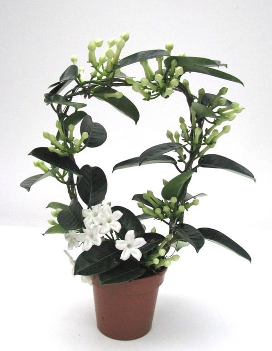 <h4>STEPH FL OV</h4>