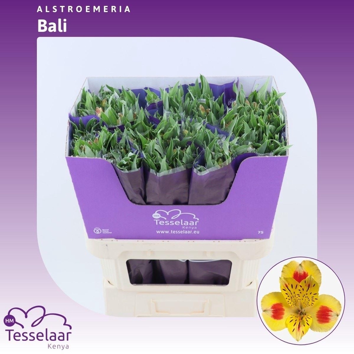 <h4>Alstroemeria Bali | Heavy Quality</h4>