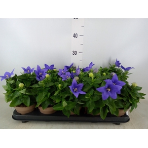 Platycodon grand. 'Astra Blue'