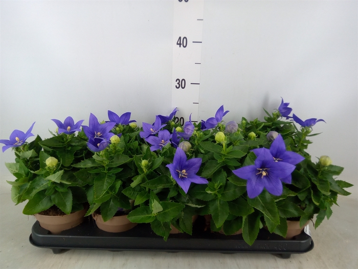 <h4>Platycodon grand. 'Astra Blue'</h4>
