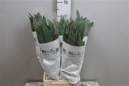 <h4>Tu En Ov Wit</h4>