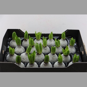 Wax Hyacinth Gl Titaan