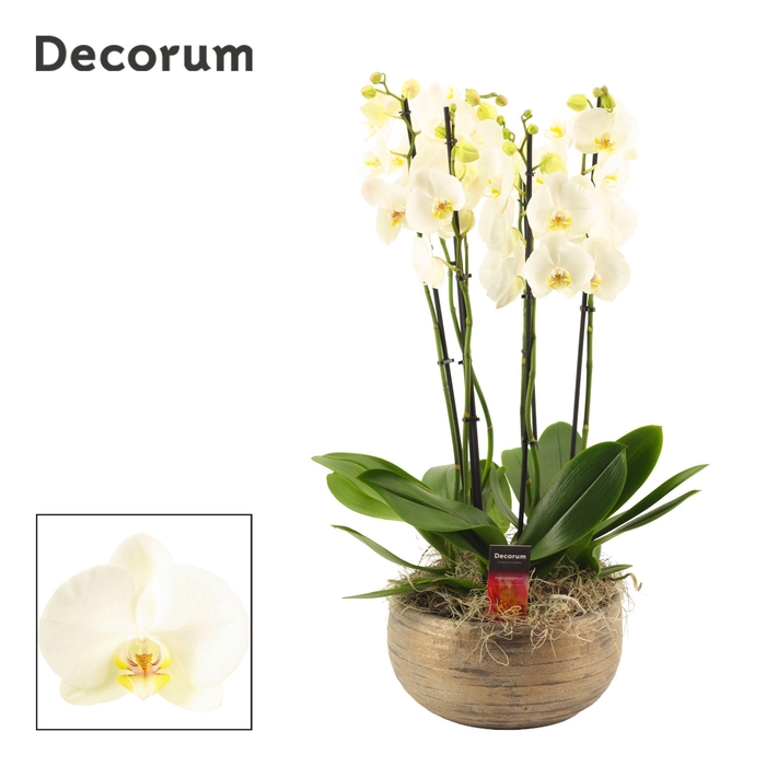 <h4>Oro 6 tak symphony white (Deco-collection)</h4>