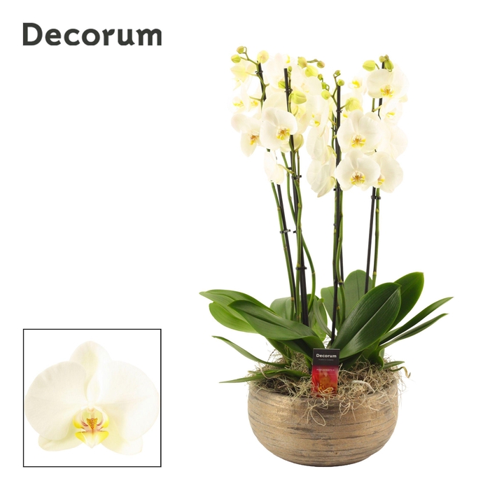 <h4>Oro 6 tak symphony white (Deco-collection)</h4>