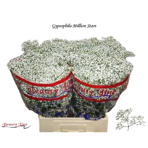 GYPS PA MILLION STAR