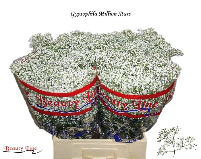 <h4>GYPS PA MILLION STAR</h4>