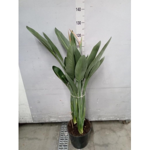 Strelitzia reg.