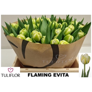 TU DU FLAMING EVITA