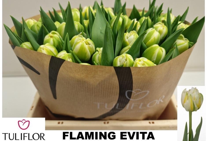 <h4>TU DU FLAMING EVITA</h4>