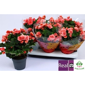 Begonia Elatior Borias 13Ø 34cm