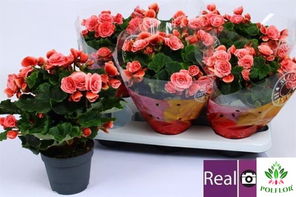 Begonia Elatior Borias 13Ø 34cm