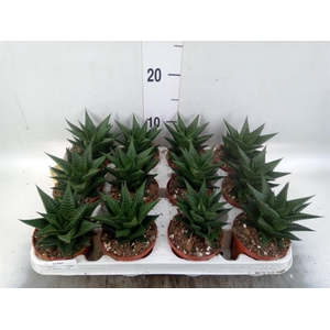 Haworthia limifolia