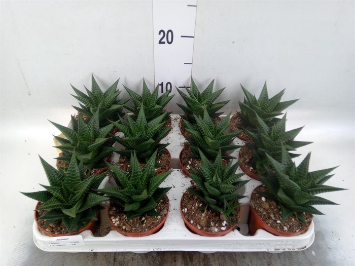 <h4>Haworthia limifolia</h4>