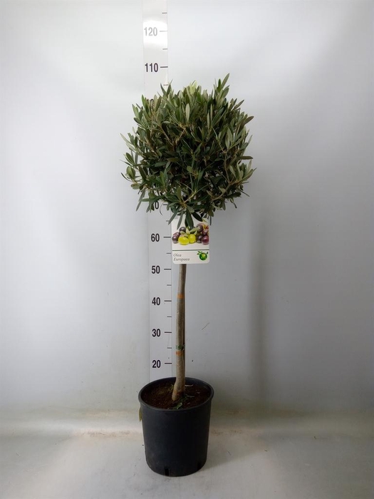 <h4>Olea europaea</h4>