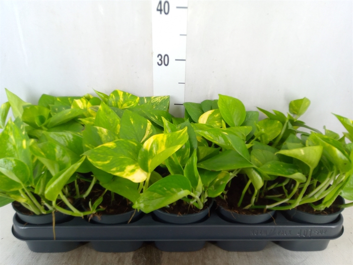 <h4>Epipremnum pinn. 'Aureum'</h4>