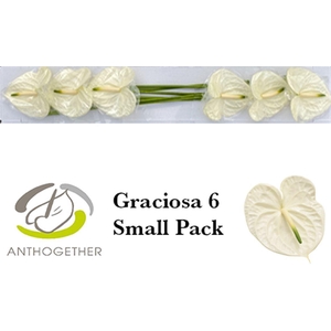 Anth A Graciosa 6 Small Pack