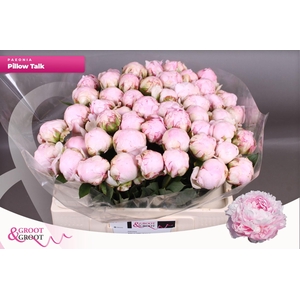 Paeonia Pillow Talk | XXL