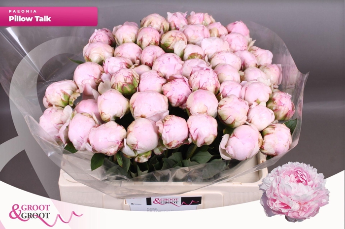 <h4>Paeonia Pillow Talk | XXL</h4>