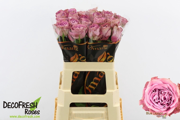 <h4>R Gr Blue Lagoon</h4>