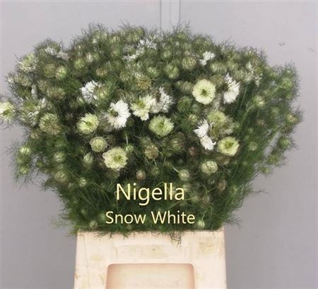 <h4>Nige D Ov Wit Bs</h4>