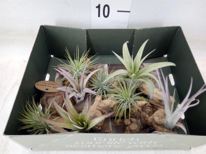 <h4>Arr. Tillandsia L%</h4>