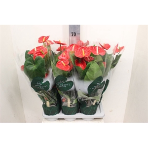 Anthurium Andreanum Grp Madural